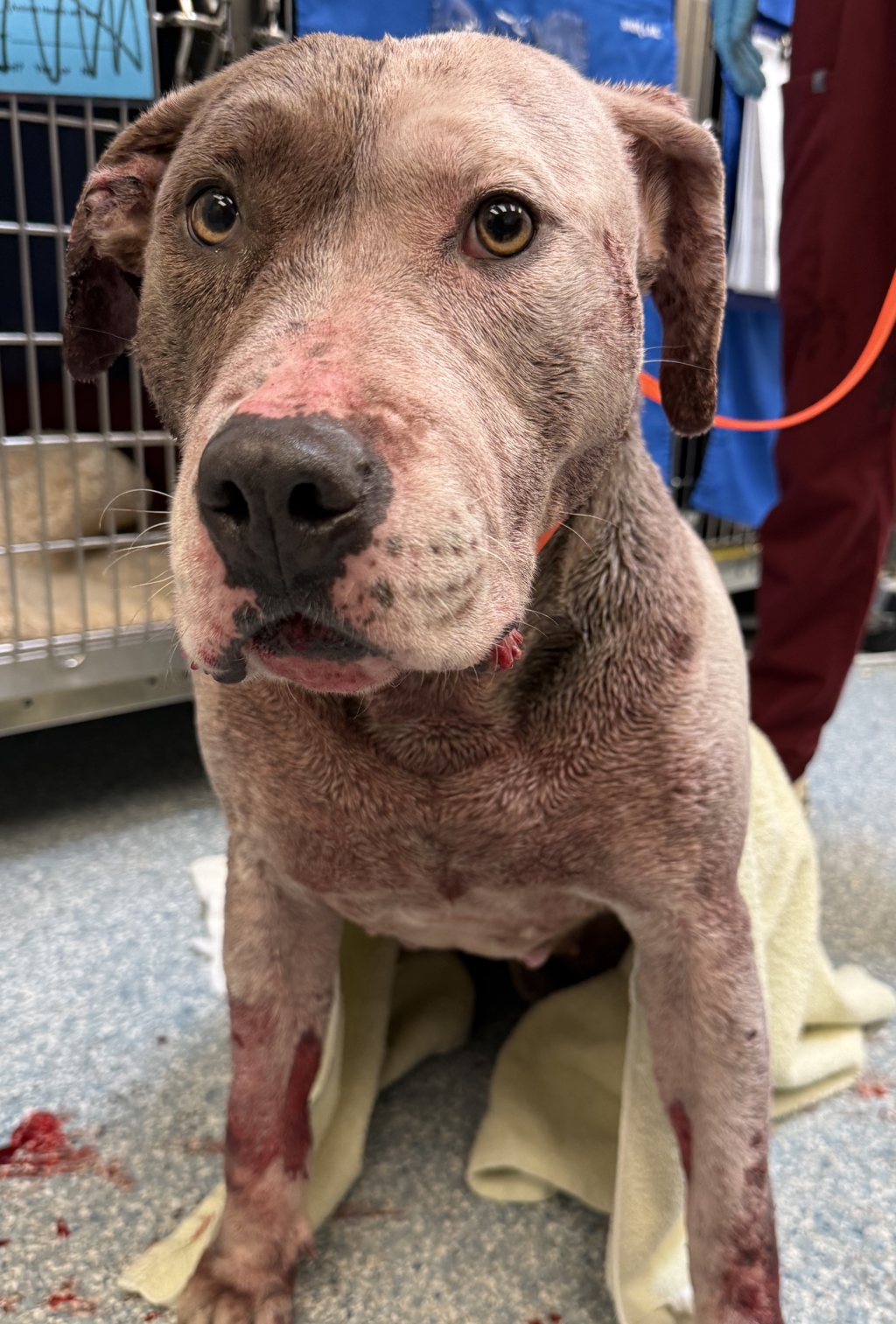 Shelter Stray Female Dog last seen 134th/Powell, OR, Troutdale, OR 97060