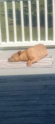 Lost Female Dog last seen Near and Gratiot , Chesterfield, MI 48051