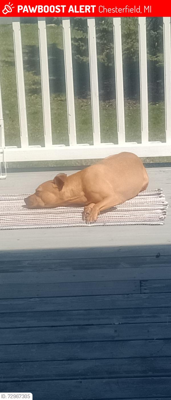 Lost Female Dog last seen Near and Gratiot , Chesterfield, MI 48051