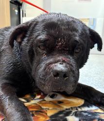 Shelter Stray Female Dog last seen 134th/Powell, OR, Troutdale, OR 97060