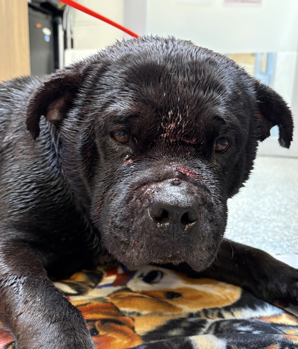 Shelter Stray Female Dog last seen 134th/Powell, OR, Troutdale, OR 97060