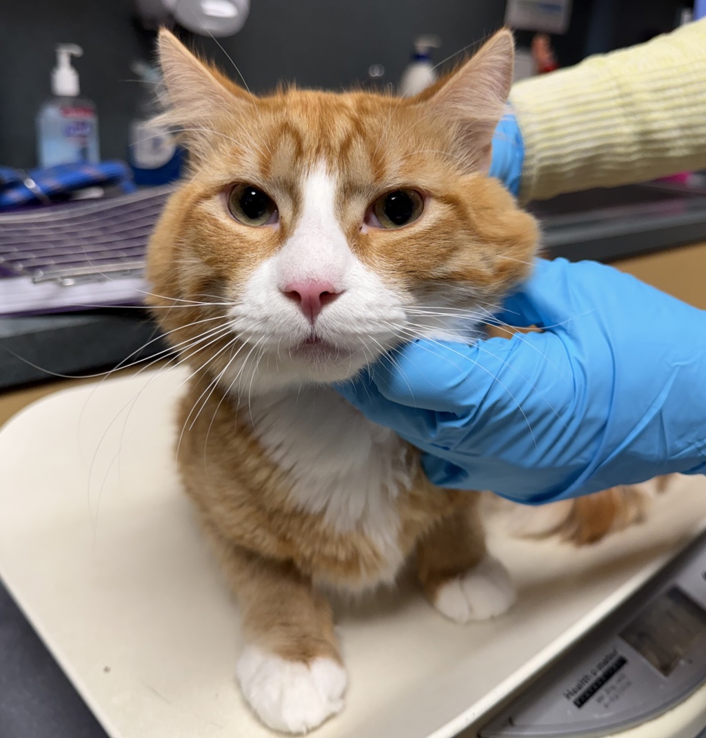 Shelter Stray Male Cat last seen Sandy / 37th, PORTLAND, OR, 97232, Troutdale, OR 97060