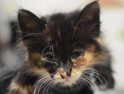 Shelter Stray Female Cat last seen NE Multnomah / NE 15th Ave, PORTLAND, OR, 97232, Troutdale, OR 97060
