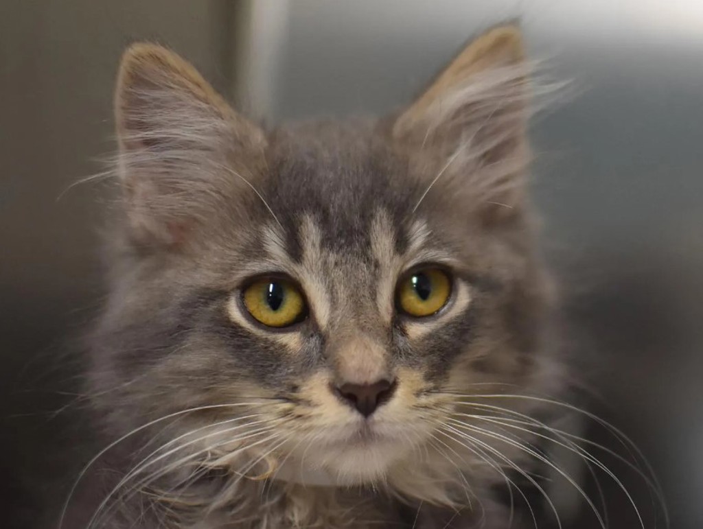 Shelter Stray Female Cat last seen NE Multnomah / NE 15th Ave, PORTLAND, OR, 97232, Troutdale, OR 97060