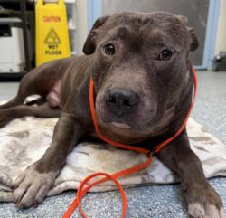Shelter Stray Male Dog last seen 134th/Powell, OR, Troutdale, OR 97060
