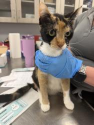 Shelter Stray Female Cat last seen Apt 3,510 Madison Street, LAFAYETTE, LA, 70501, Lafayette, LA 70507