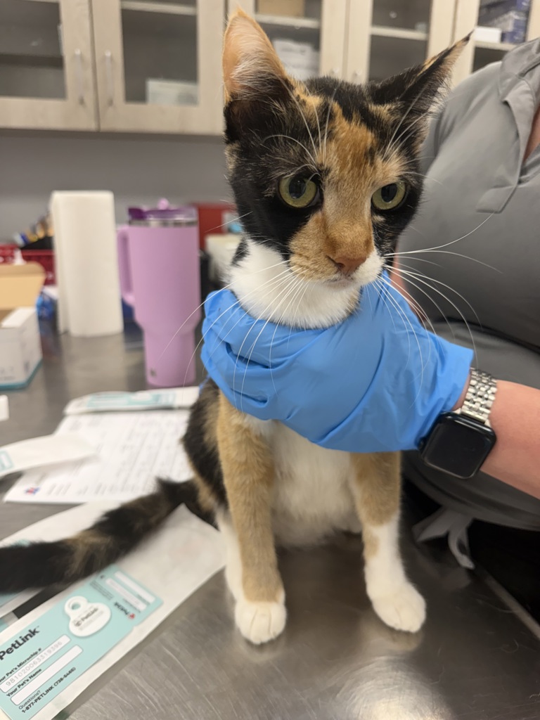 Shelter Stray Female Cat last seen Apt 3,510 Madison Street, LAFAYETTE, LA, 70501, Lafayette, LA 70507