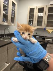 Shelter Stray Female Cat last seen Apt 3,510 Madison Street, LAFAYETTE, LA, 70501, Lafayette, LA 70507