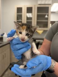 Shelter Stray Female Cat last seen Apt 3,510 Madison Street, LAFAYETTE, LA, 70501, 410 Dugas Rd, Lafayette, LA 70507, USA