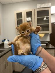 Shelter Stray Male Cat last seen Apt 3,510 Madison Street, LAFAYETTE, LA, 70501, 410 Dugas Rd, Lafayette, LA 70507, USA