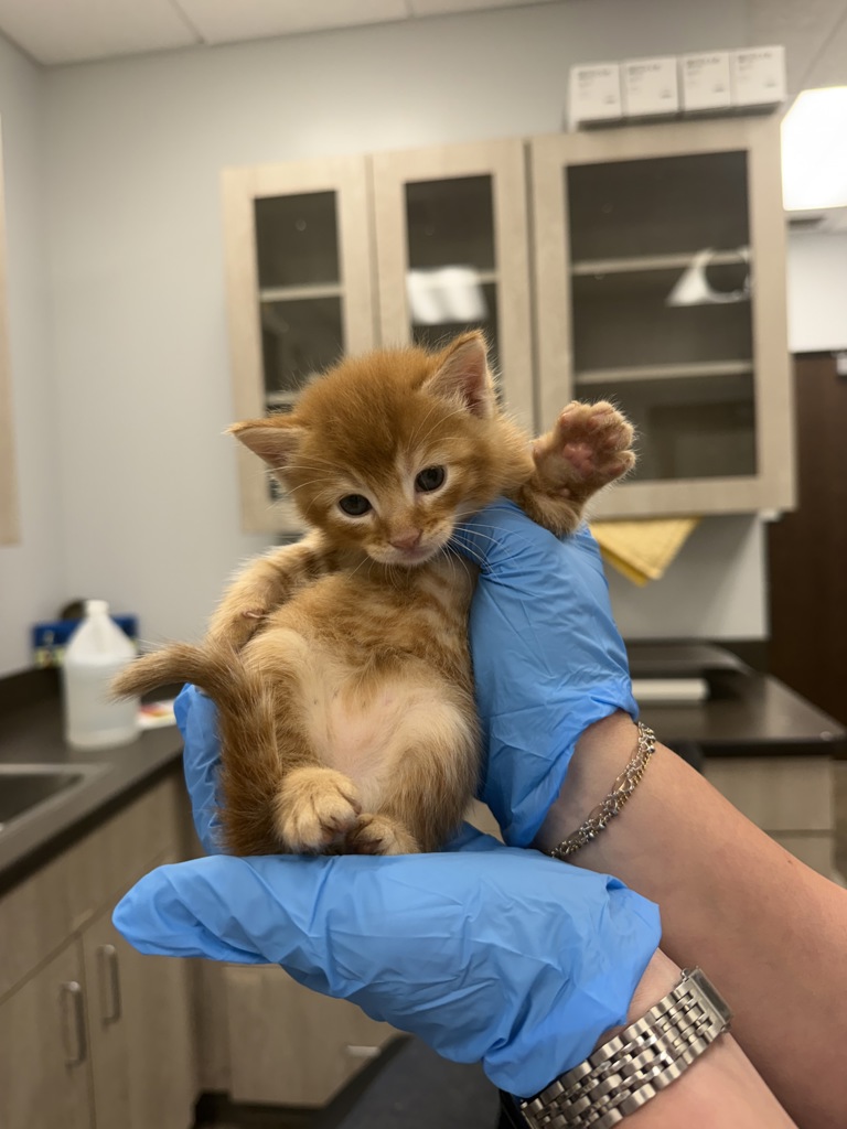 Shelter Stray Male Cat last seen Apt 3,510 Madison Street, LAFAYETTE, LA, 70501, 410 Dugas Rd, Lafayette, LA 70507, USA