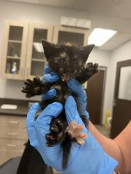 Shelter Stray Female Cat last seen Apt 3,510 Madison Street, LAFAYETTE, LA, 70501, 410 Dugas Rd, Lafayette, LA 70507, USA