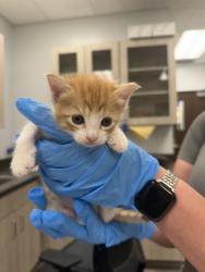Shelter Stray Female Cat last seen Apt 3,510 Madison Street, LAFAYETTE, LA, 70501, Lafayette, LA 70507