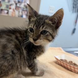 Shelter Stray Male Cat last seen Near Palm Avenue, Imperial Beach, CA, 91933, San Diego, CA 92110