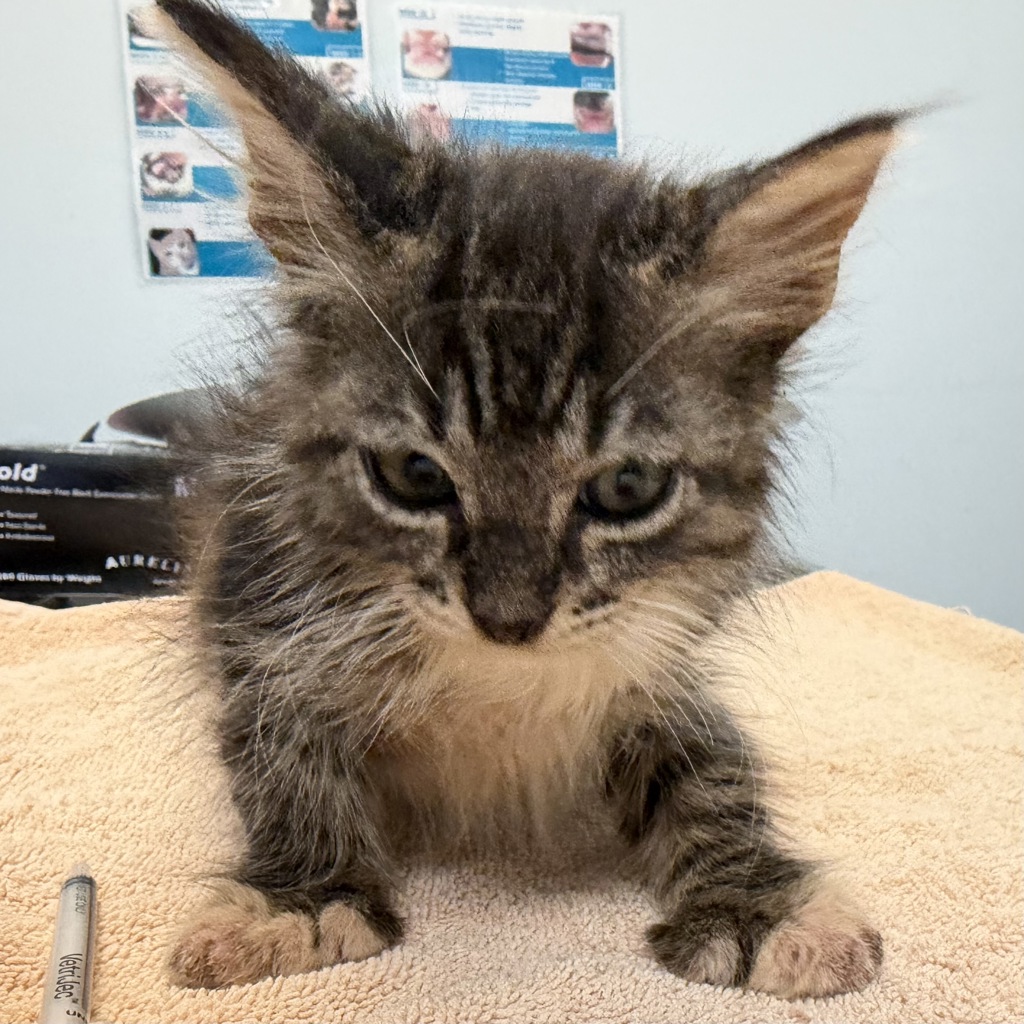 Shelter Stray Male Cat last seen Near Palm Avenue, Imperial Beach, CA, 91933, San Diego, CA 92110