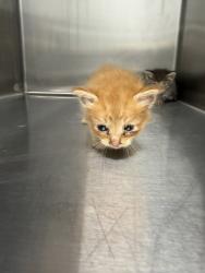 Shelter Stray Female Cat last seen Near Guilbeau Road, LAFAYETTE, LA, 70506, 410 Dugas Rd, Lafayette, LA 70507, USA