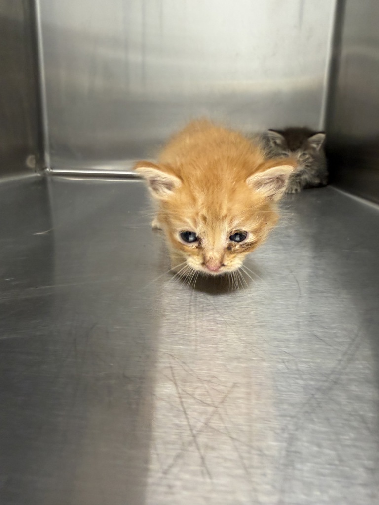 Shelter Stray Female Cat last seen Near Guilbeau Road, LAFAYETTE, LA, 70506, 410 Dugas Rd, Lafayette, LA 70507, USA