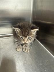 Shelter Stray Female Cat last seen Near Guilbeau Road, LAFAYETTE, LA, 70506, 410 Dugas Rd, Lafayette, LA 70507, USA