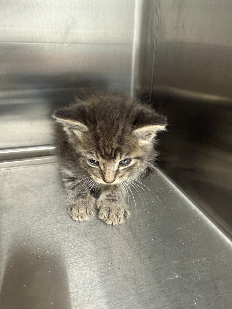 Shelter Stray Female Cat last seen Near Guilbeau Road, LAFAYETTE, LA, 70506, 410 Dugas Rd, Lafayette, LA 70507, USA
