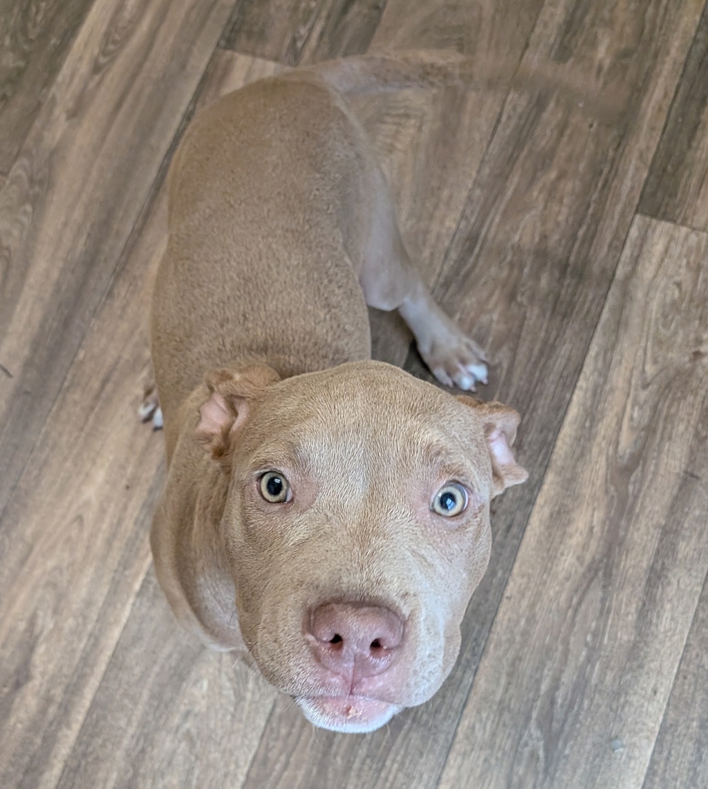Shelter Stray Female Dog last seen Near Seashell Place, San Diego, CA, 92130, San Diego, CA 92110