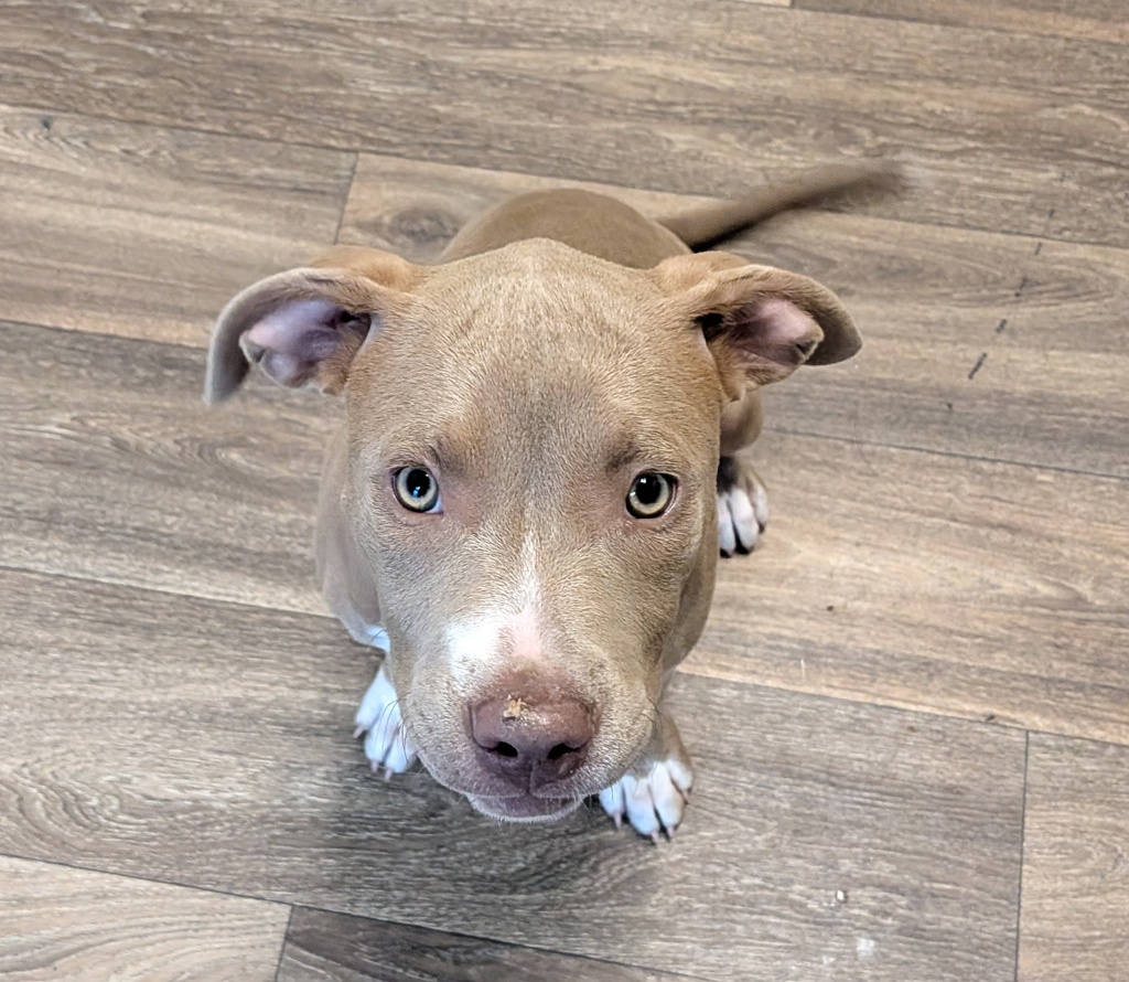 Shelter Stray Female Dog last seen Near Seashell Place, San Diego, CA, 92130, San Diego, CA 92110