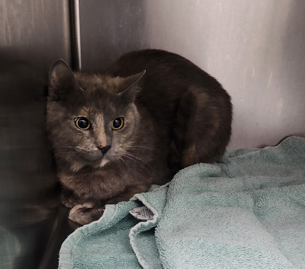 Shelter Stray Female Cat last seen Near SE Summer Place, PORT ORCHARD, WA, 98366, Silverdale, WA 98383