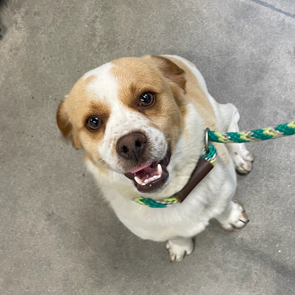 Shelter Stray Male Dog last seen Near Eagle Point Court, DES MOINES, IA, 50320, Des Moines, IA 50313