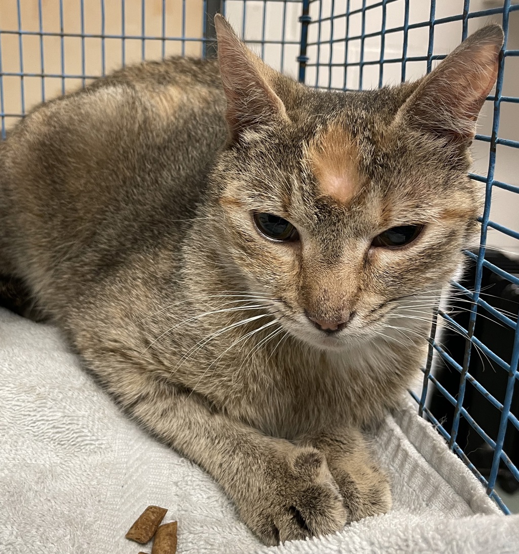 Shelter Stray Unknown Cat last seen Near Eakes Street, FUQUAY VARINA, NC, 27526, Raleigh, NC 27610