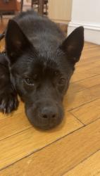 Shelter Stray Female Dog last seen E 181st Street, BRONX, NY, 10457, New York, NY 10029