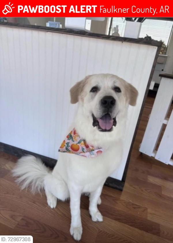 Lost Female Dog last seen Jones Rd and Stone Mountain Rd, Faulkner County, AR 72120
