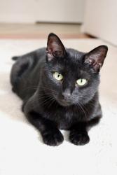 Shelter Stray Female Cat last seen BRONX, NY, 10455, New York, NY 10029