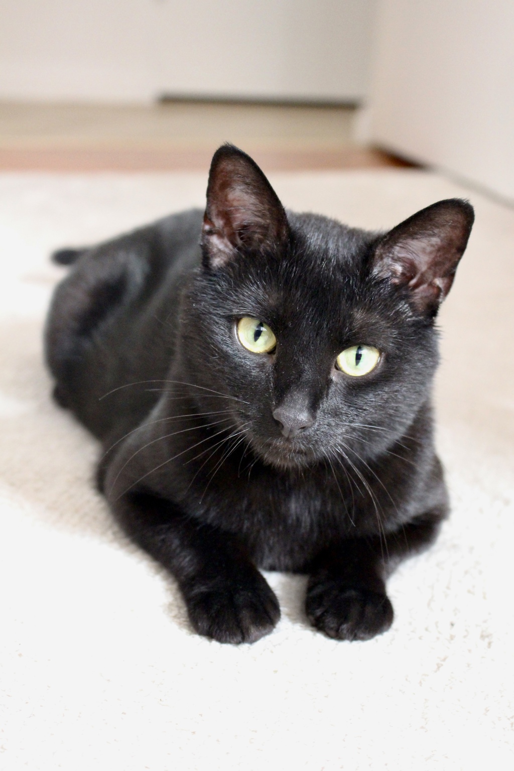 Shelter Stray Female Cat last seen BRONX, NY, 10455, 326 E 110th St, New York, NY 10029, USA
