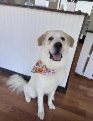 Lost Female Dog last seen Jones Rd and Stone Mountain Rd, Faulkner County, AR 72120