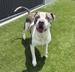 Shelter Stray Male Dog last seen Near W Main Street, El Cajon, CA, 92020, El Cajon, CA 92020