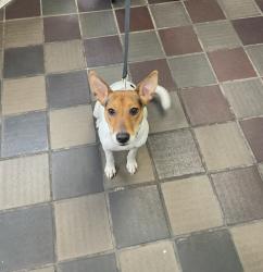 Shelter Stray Female Dog last seen Dog dumped at PAC, NEW YORK, NY, 10029, New York, NY 10029