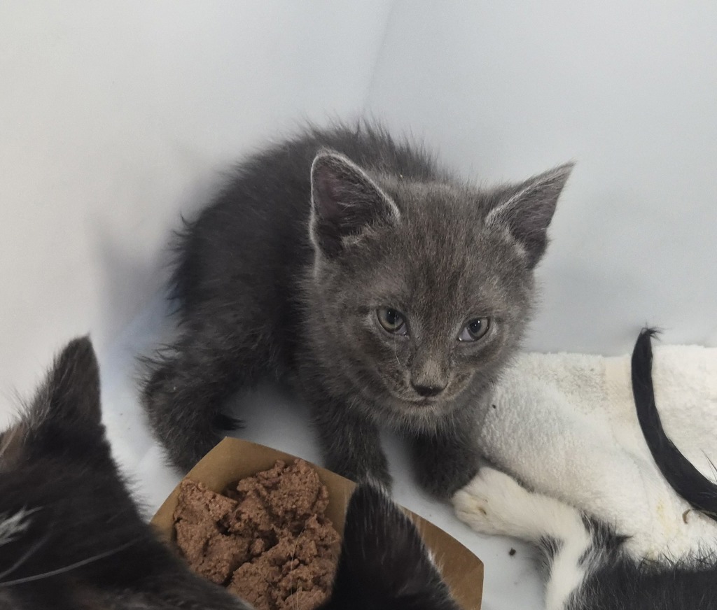 Shelter Stray Male Cat last seen Near E 110 Street, NEW YORK, NY, 10029, New York, NY 10029