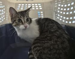 Shelter Stray Female Cat last seen Near E 110 Street, NEW YORK, NY, 10029, New York, NY 10029
