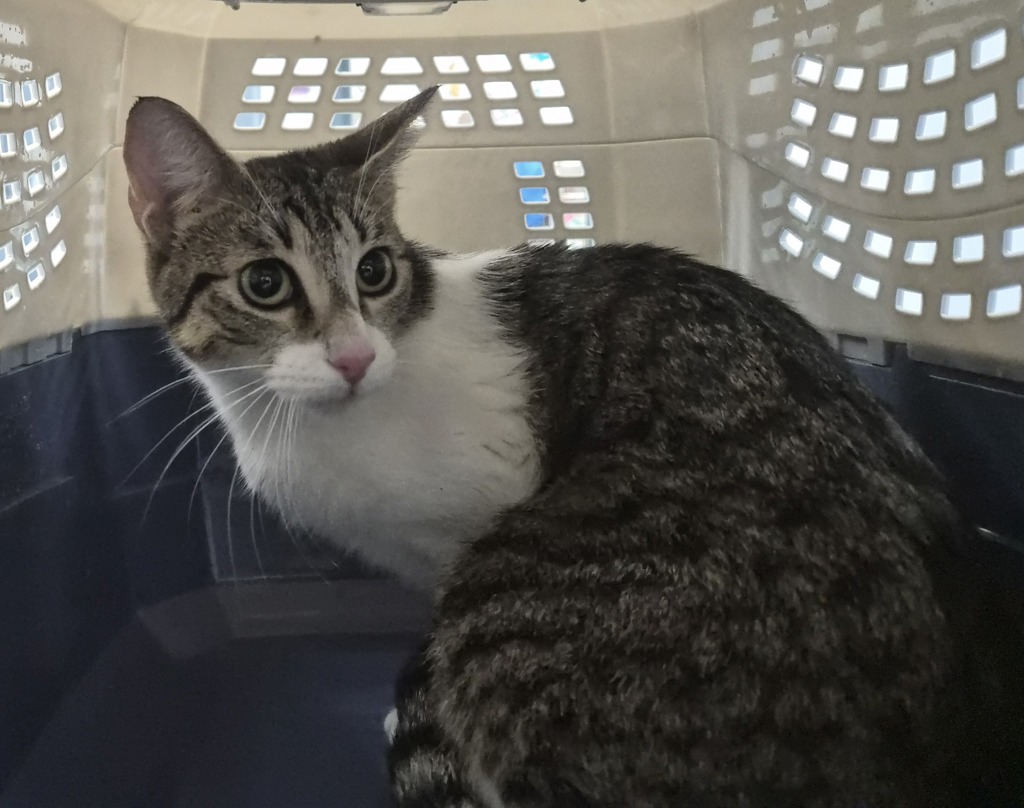 Shelter Stray Female Cat last seen Near E 110 Street, NEW YORK, NY, 10029, New York, NY 10029
