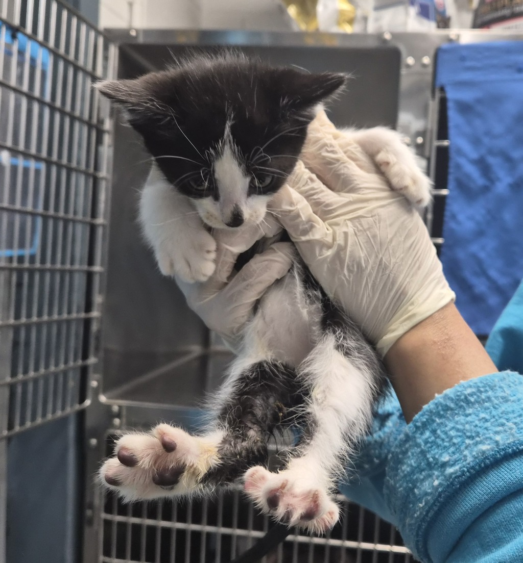 Shelter Stray Female Cat last seen Near E 110 Street, NEW YORK, NY, 10029, New York, NY 10029