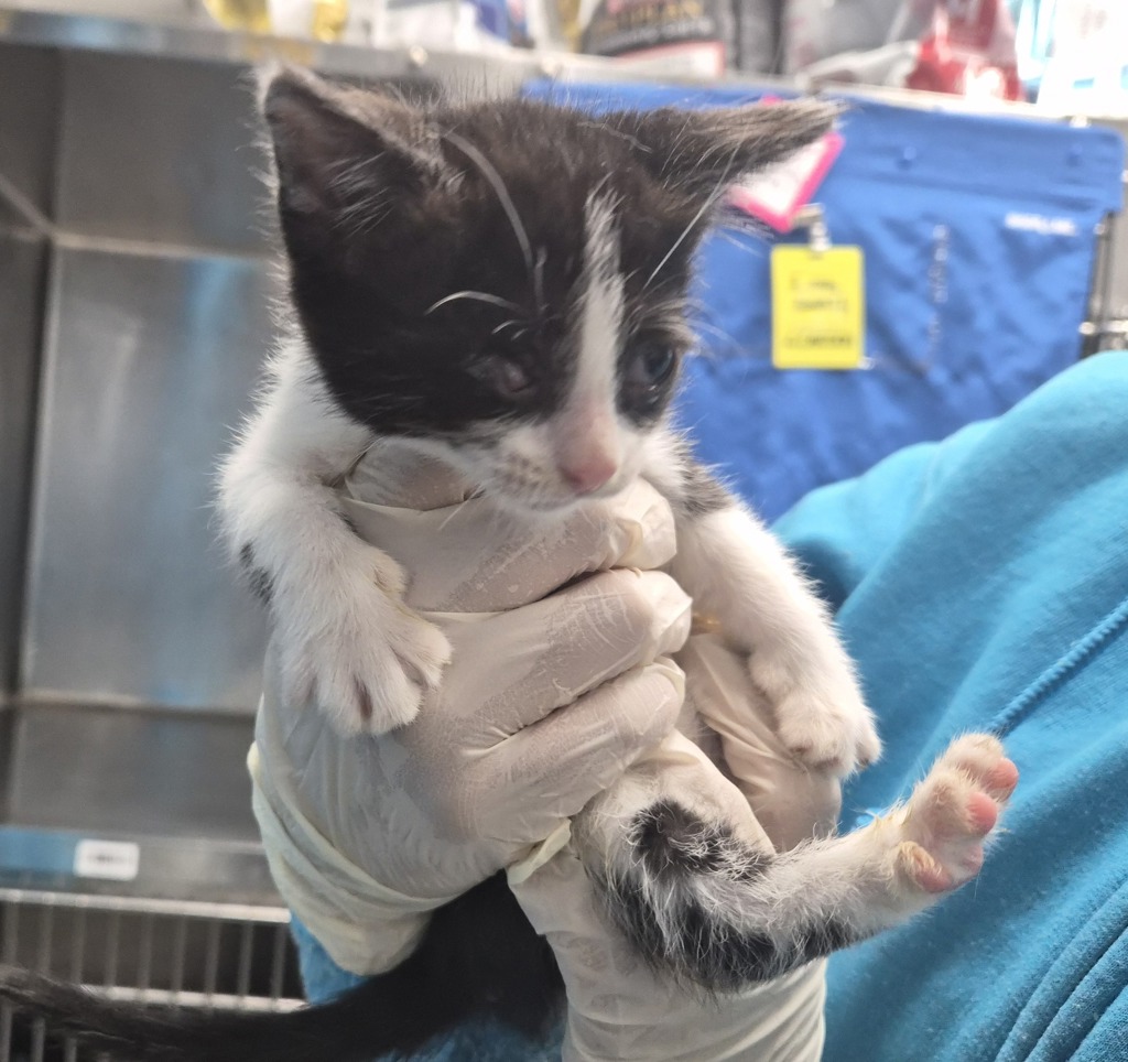 Shelter Stray Female Cat last seen Near E 110 Street, NEW YORK, NY, 10029, New York, NY 10029