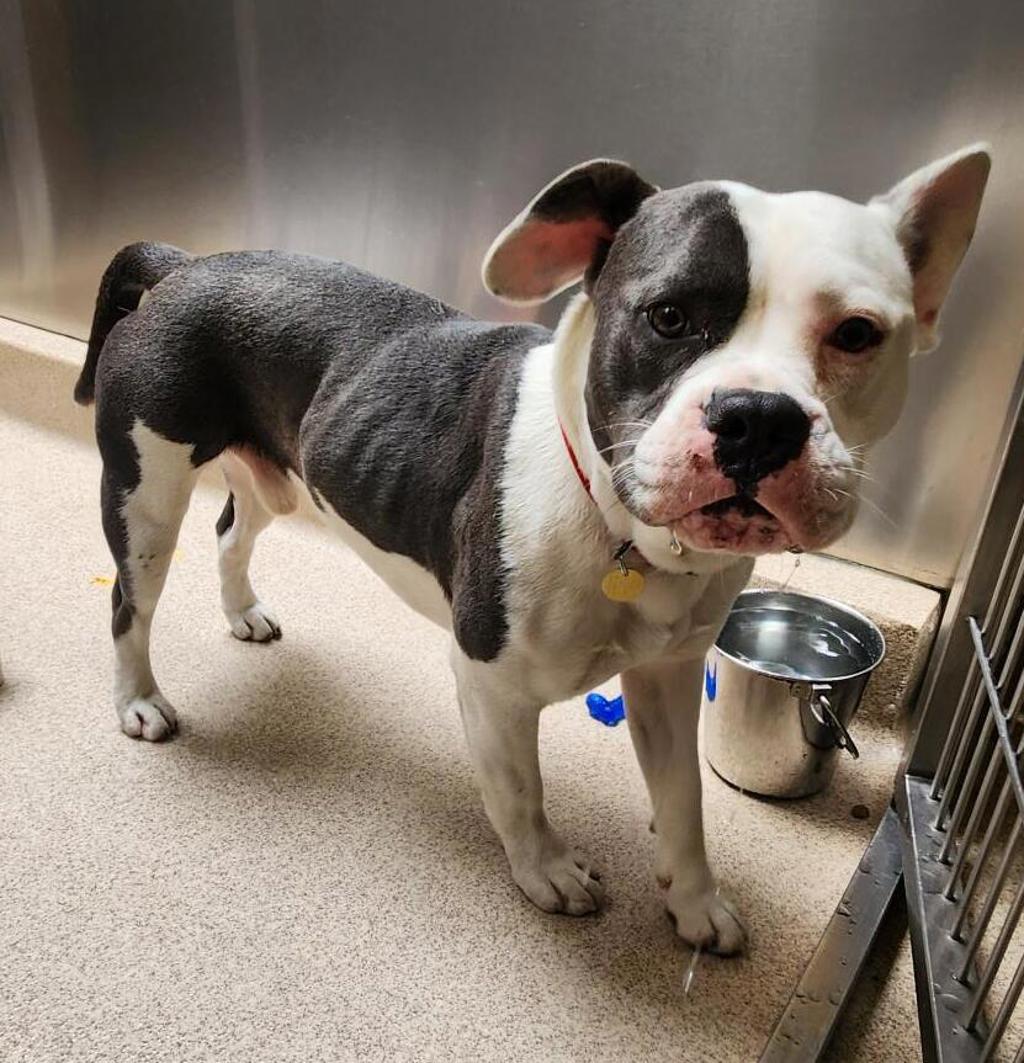 Shelter Stray Male Dog last seen 98th Avenue, OAKLAND, CA, 94603, Oakland, CA 94621