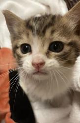 Shelter Stray Unknown Cat last seen Near Loyola Lane, AUSTIN, TX, 78723, Austin, TX 78702