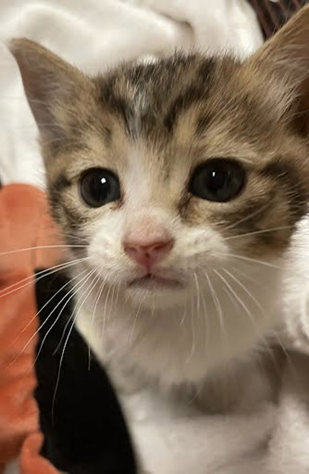 Shelter Stray Female Cat last seen Near Loyola Lane, AUSTIN, TX, 78723, Austin, TX 78702