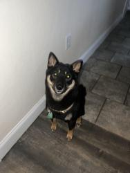 Lost Male Dog last seen Christine ct Southmont , Johnstown, PA 15905