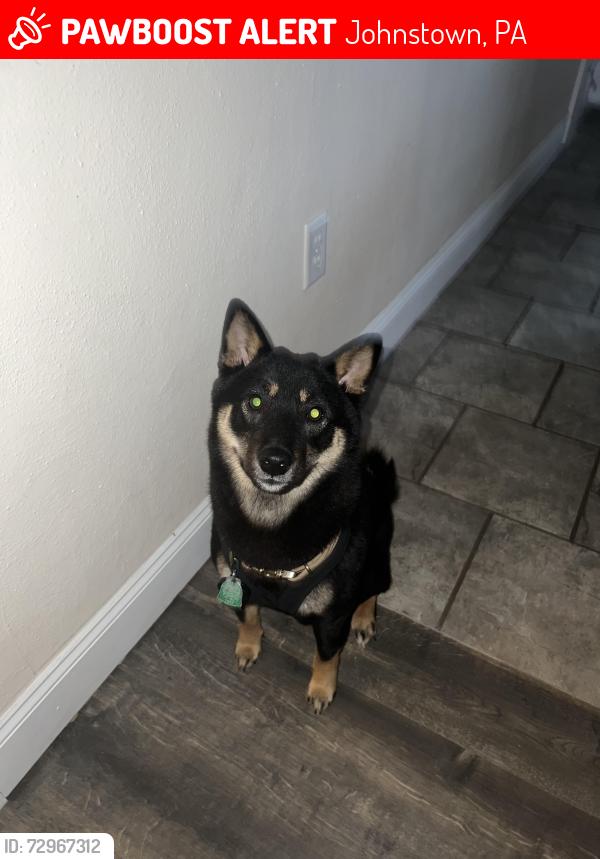 Lost Male Dog last seen Edwards St Southmont , Johnstown, PA 15905