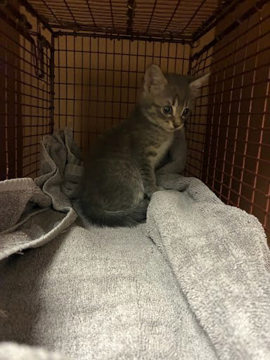 Shelter Stray Female Cat last seen Cameron Rd & Springdale Rd, AUSTIN, TX, 78754, Austin, TX 78702