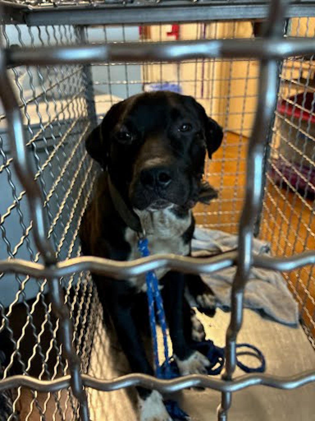 Shelter Stray Unknown Dog last seen Near E 3rd Street, AUSTIN, TX, 78702, Austin, TX 78702