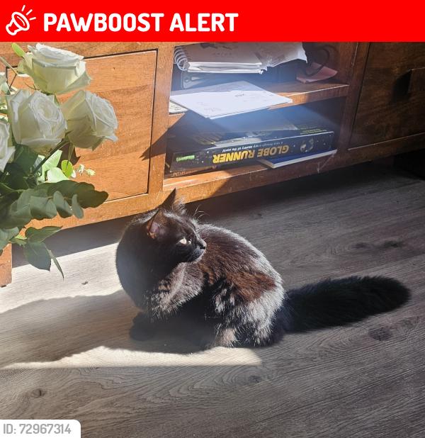 Lost Female Cat last seen Bridgwater Train Station , Somerset, England TA6 5FQ