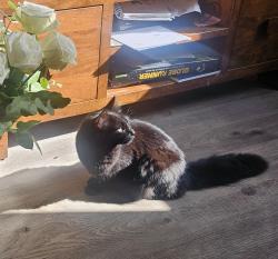 Lost Female Cat last seen Bridgwater Train Station , Somerset, England TA6 5FQ