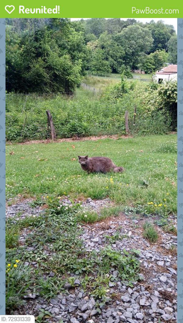 Reunited Male Cat last seen Johnson cemetery rd , Sullivan County, TN 37620